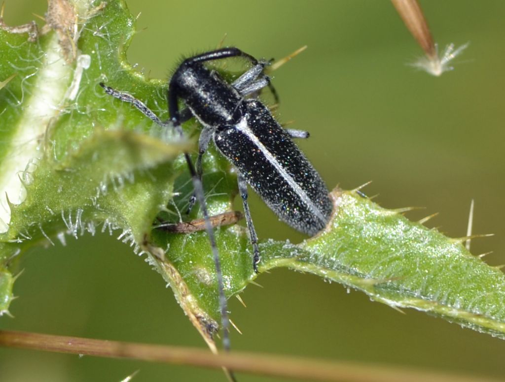 Agapanthia cardui, Cerambycidae